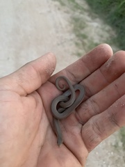 Sonora taylori