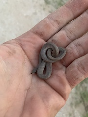 Sonora taylori
