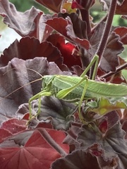 Tettigonia viridissima