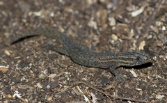 Sphaerodactylus notatus notatus