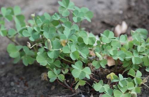 photo of Creeping Woodsorrel (Oxalis corniculata)