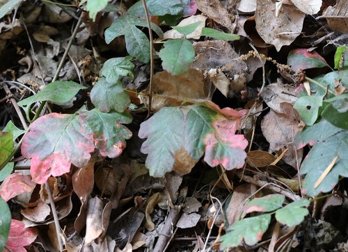 photo of Pacific Poison Oak (Toxicodendron diversilobum)