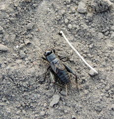 Modicogryllus frontalis