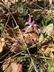 Erythronium hendersonii