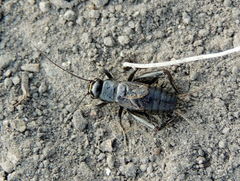 Modicogryllus frontalis