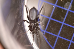 Drassyllus praeficus