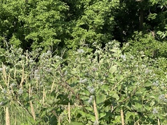 Arctium tomentosum