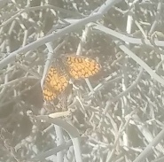 iNaturalist observation photo of Tiny Checkerspot