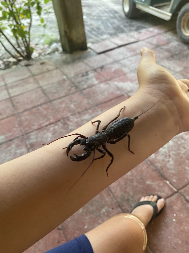 Florida vinegaroon from North Captiva Island, FL, US on July 13, 2021