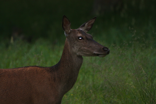 Cervus elaphus