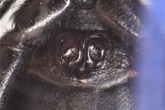 Drassyllus praeficus