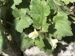 Asarina procumbens