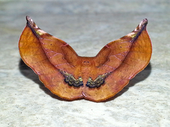 Garaeus apicata