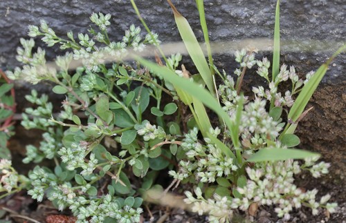 photo of Fourleaf Manyseed (Polycarpon tetraphyllum)