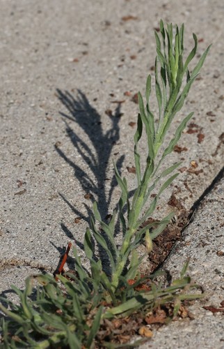 photo of Flax-leaved Horseweed (Erigeron bonariensis)