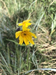 Arnica angustifolia