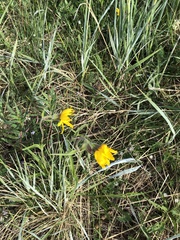 Arnica angustifolia