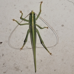 Phoxacris melanosticta