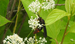 Poecilopompilus algidus