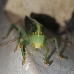 Phoxacris melanosticta