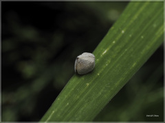 Mimophantia maritima