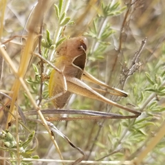 Sepiana sepium