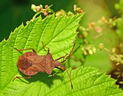 Coreus marginatus