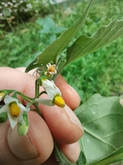 Solanum nigrum
