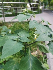 Solanum nigrum
