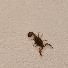 Centruroides vittatus