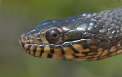 Nerodia clarkii compressicauda