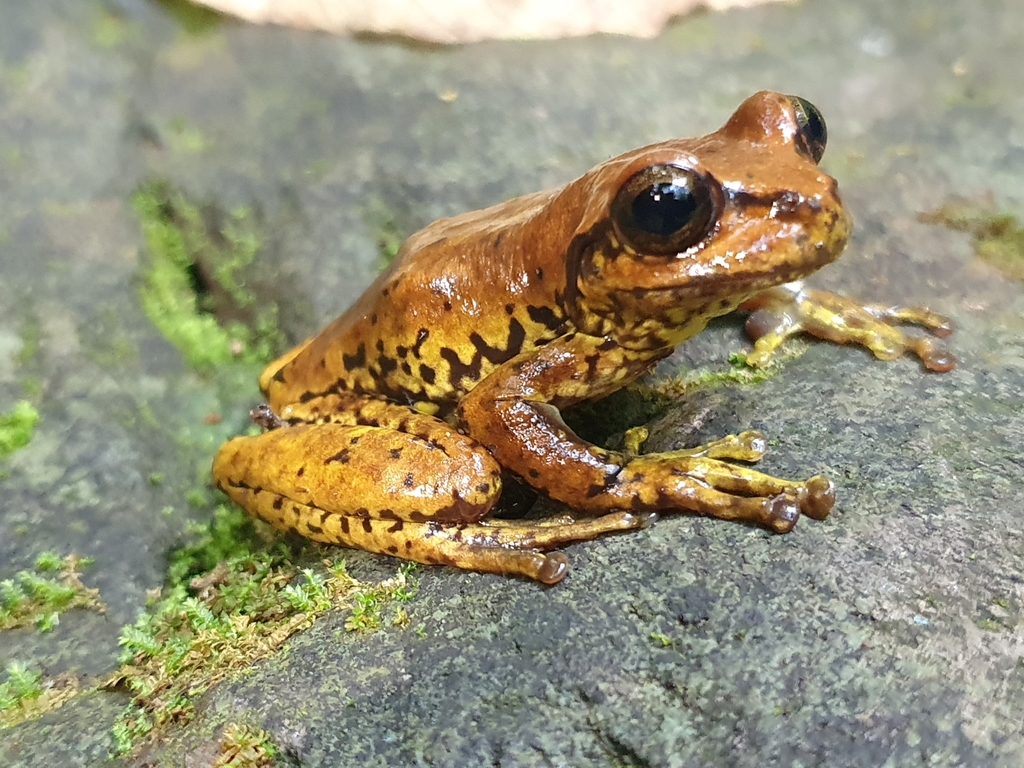 Northern Streamside Treefrog