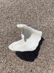 Zirfaea crispata