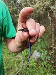 Plestiodon parvulus