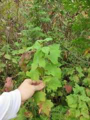 Ribes americanum