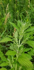 Leonureae