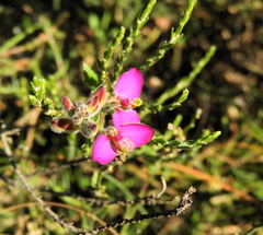 Polygala pubiflora