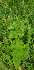 Leonureae