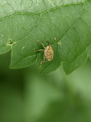 Parethelcus pollinarius