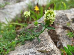 Sideritis hyssopifolia