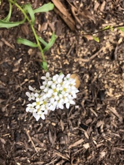 Lobularia maritima