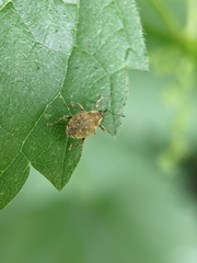 Parethelcus pollinarius
