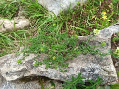 Sideritis hyssopifolia