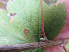Ribes americanum