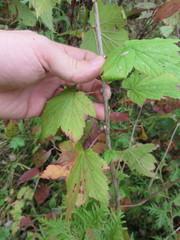 Ribes americanum