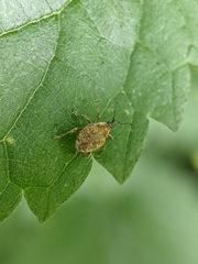 Parethelcus pollinarius