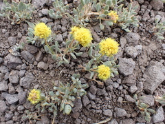 Eriogonum rosense