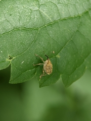 Parethelcus pollinarius