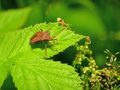 Coreus marginatus