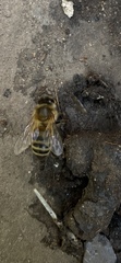 Apis mellifera